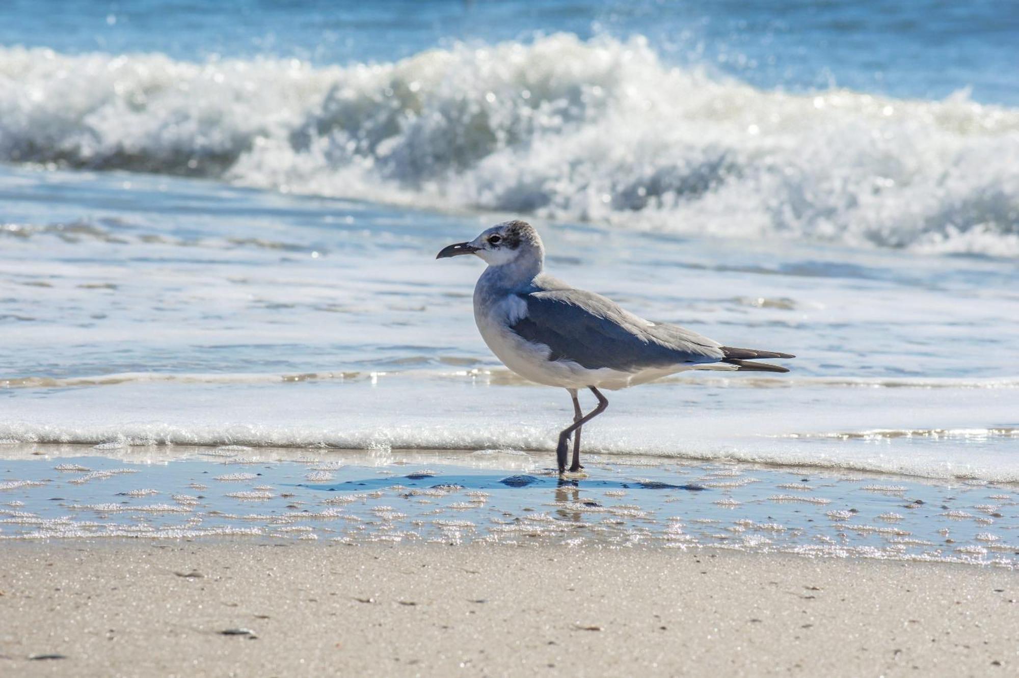 The Beach Is Only Steps Away غولف شورز المظهر الخارجي الصورة
